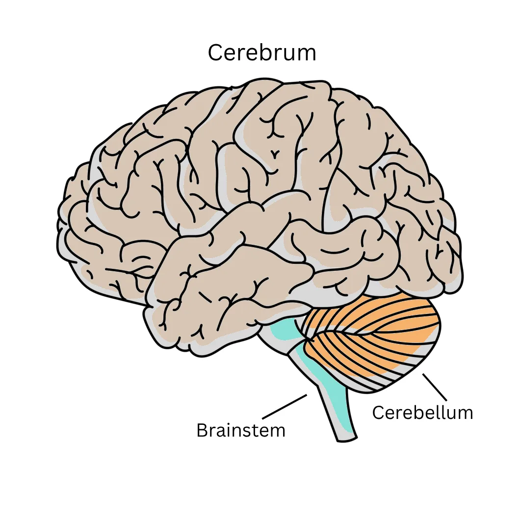 Detailed diagram of the human cerebrum