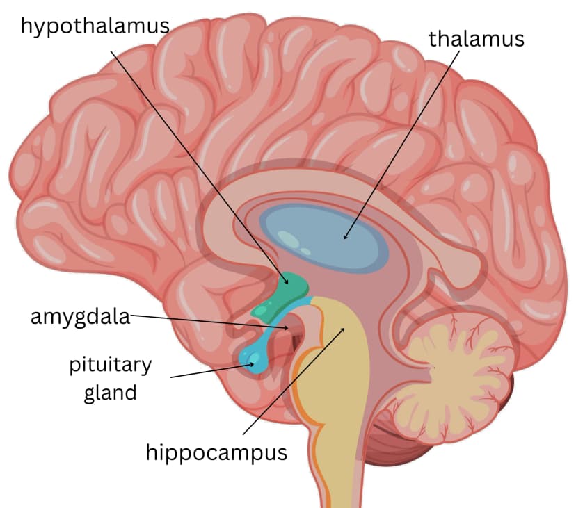 Medical illustration of key brain structures