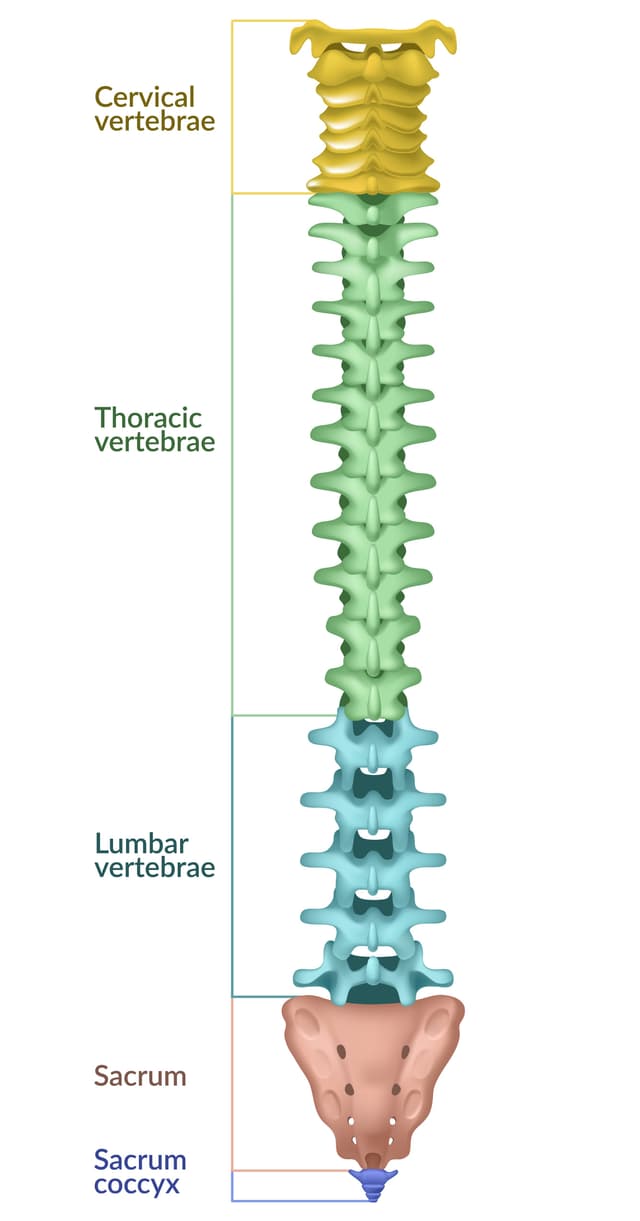 Human Spine medical illustration
