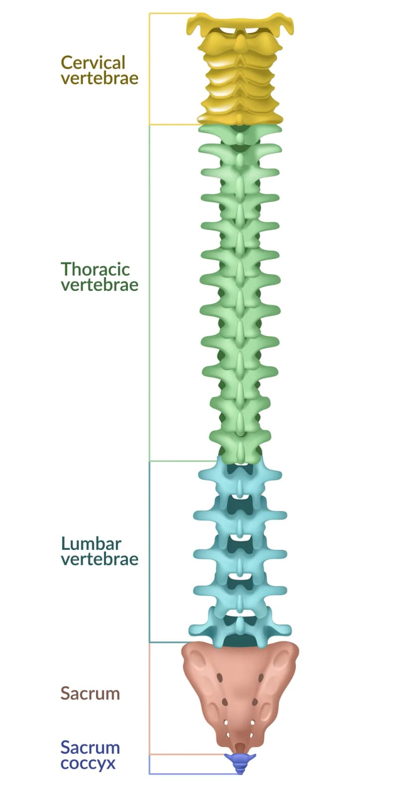 Human Spine medical illustration